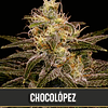 Chocolopez x3