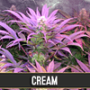 Auto Cream x3