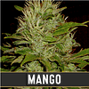 Mango x3