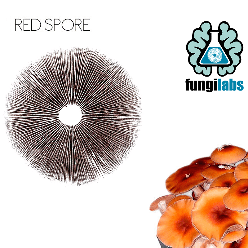 Red spore Espora