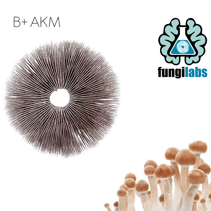 B+ AKM Espora