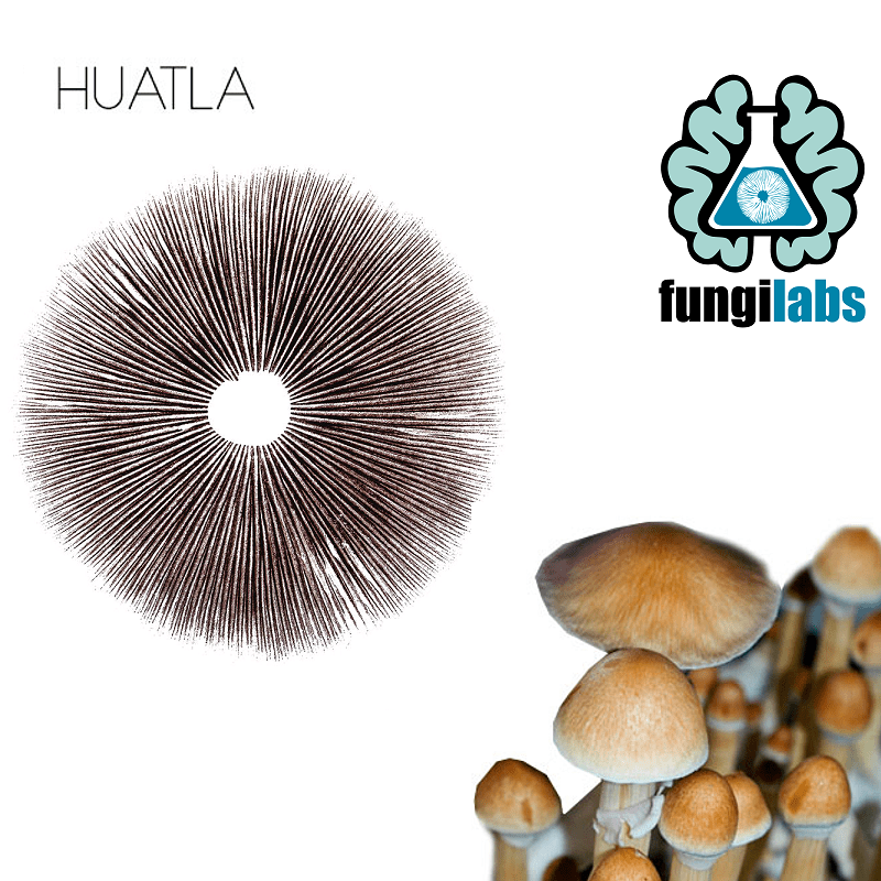 Huatla Espora