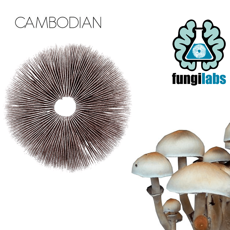 Cambodian Espora