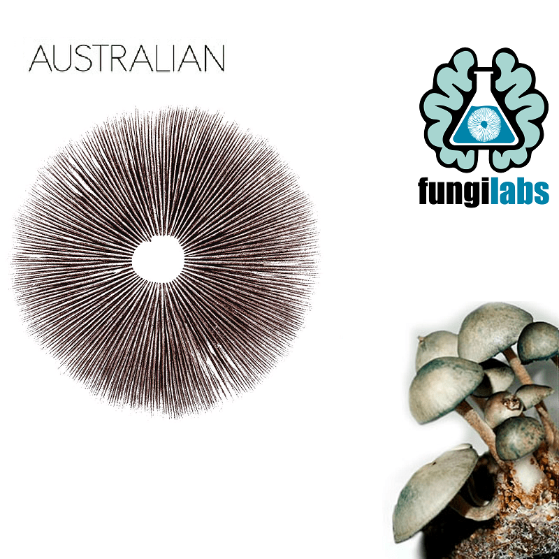 Australian Espora