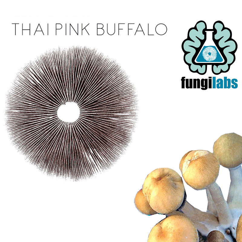 Thai Pink Buffalo Espora