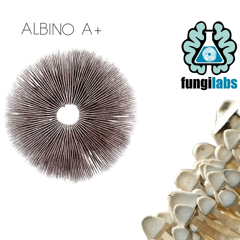 Albino A+ Espora