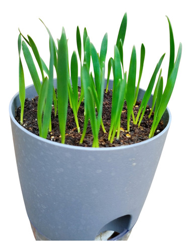 Semillas Hierba Gatera Pasto Para Gatos 1