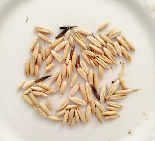 Semillas Hierba Gatera Pasto Para Gatos 2