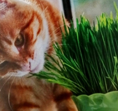 Semillas Hierba Gatera Pasto Para Gatos 3