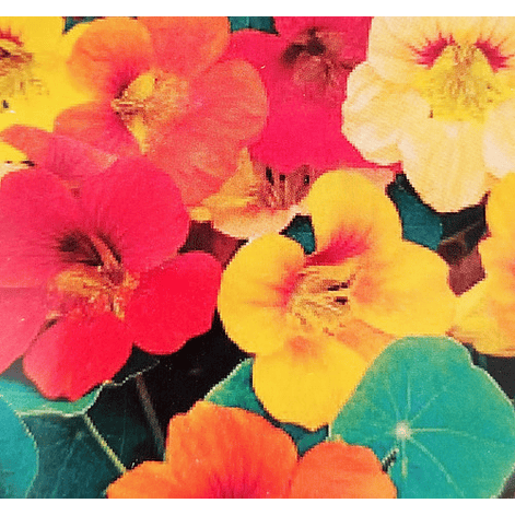 Semillas Capuchinas Doble Jardineria 3