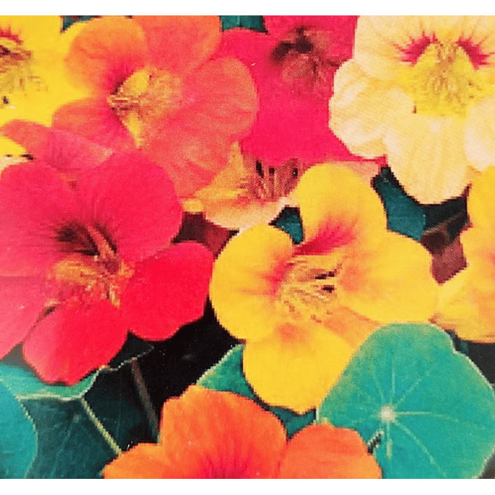 Semillas Capuchinas Doble Jardineria 3