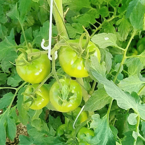 Pack Gancho Cultivos 10 Unidades 2