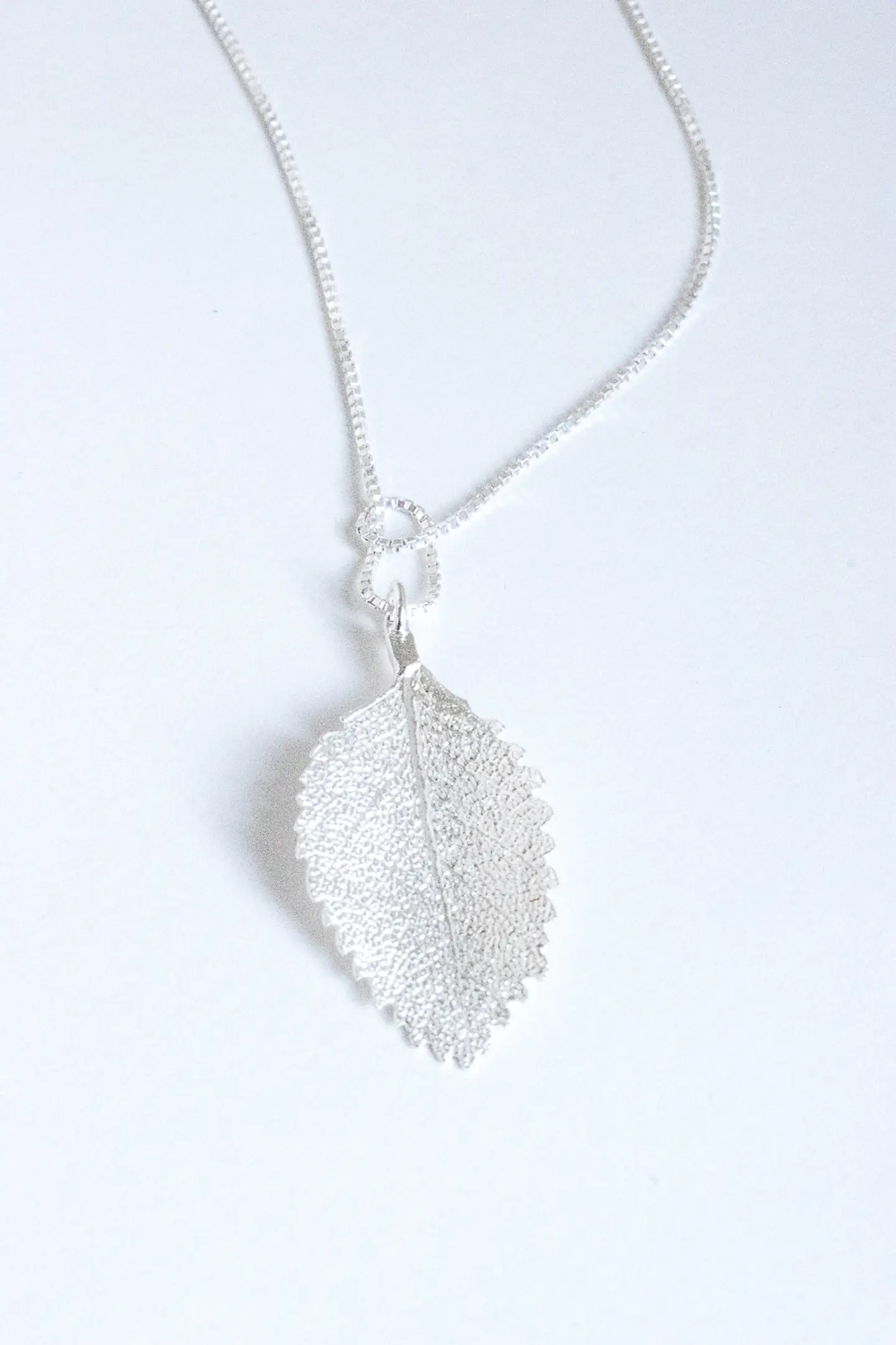 Colección Nothofagus 2