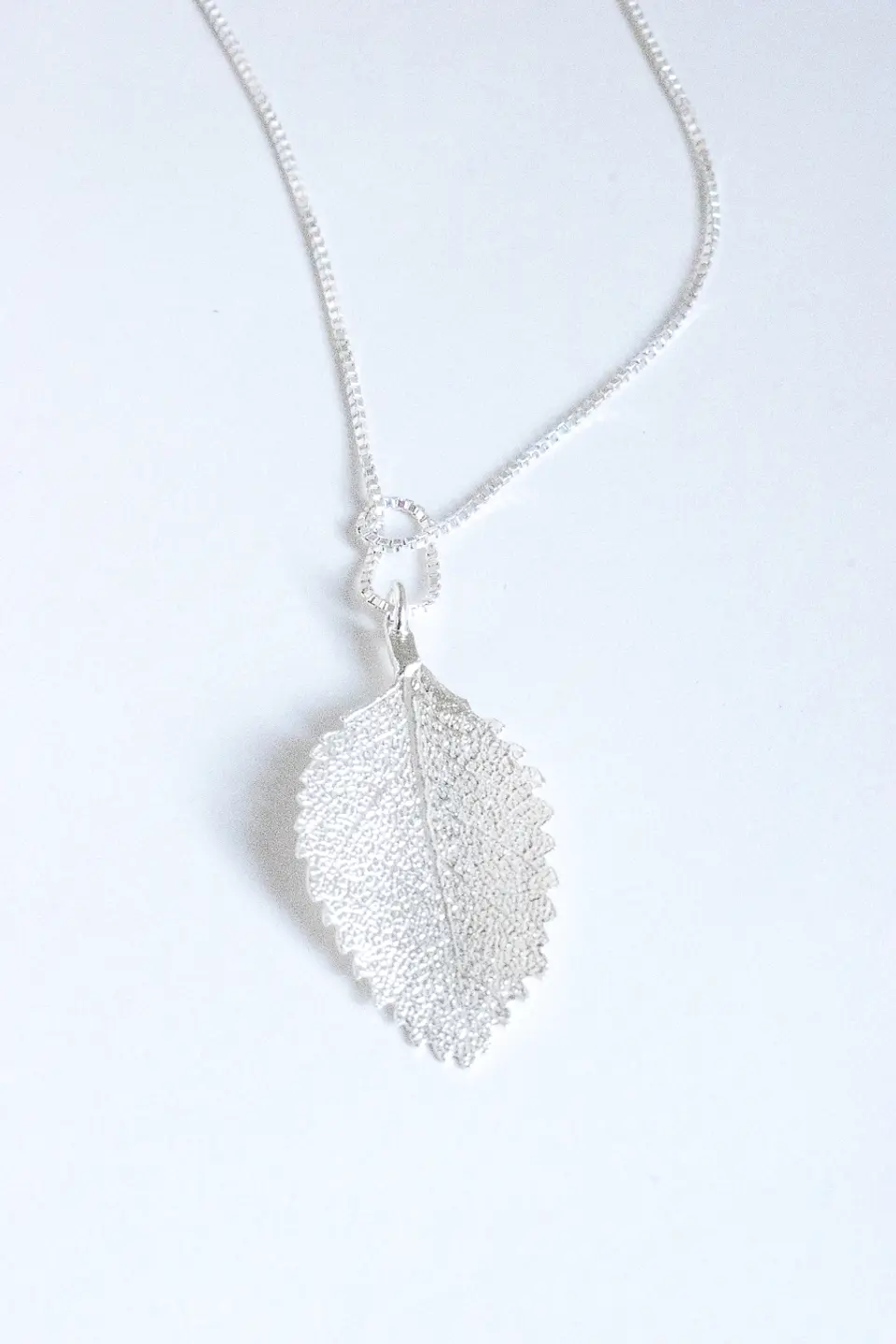 Colección Nothofagus 2