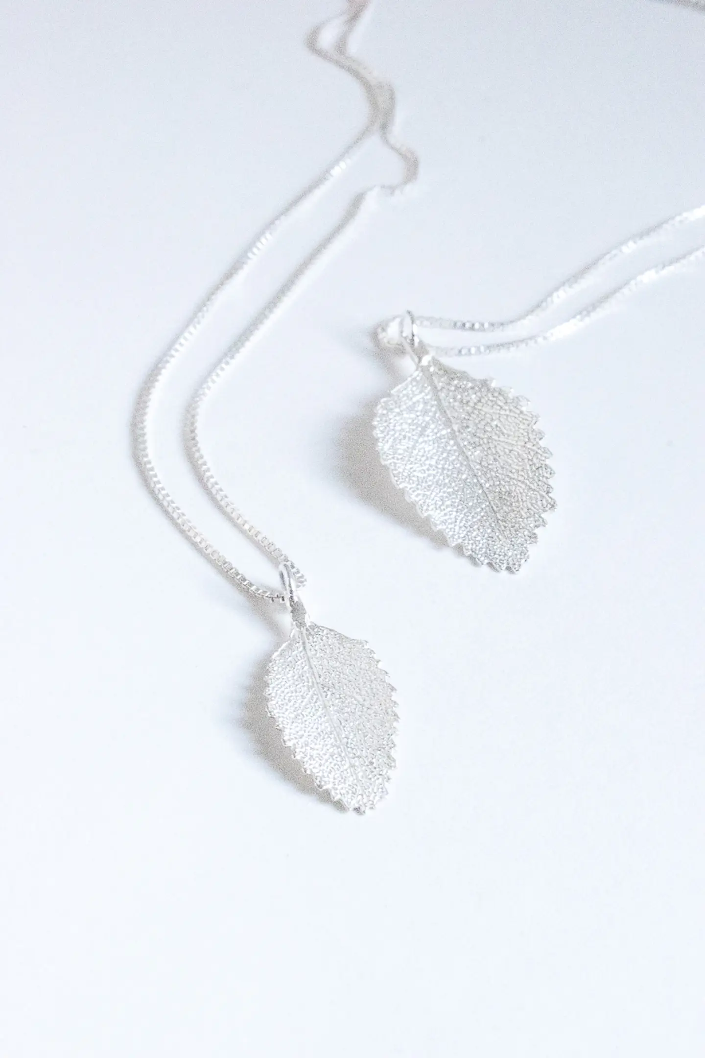 Colección Nothofagus  2