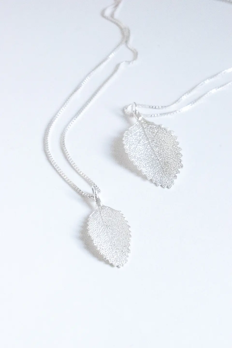 Colección Nothofagus  2