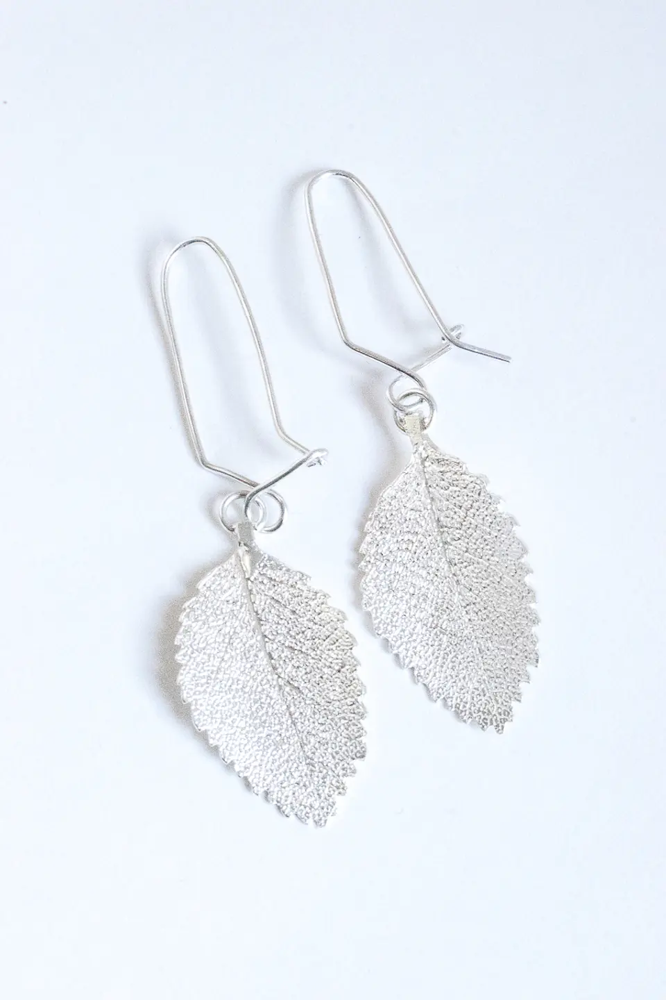 Colección Nothofagus  2
