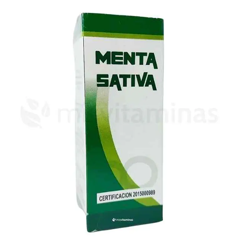 Menta Sativa 1