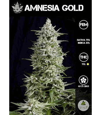 Amnesia Gold Auto (3+1 u)