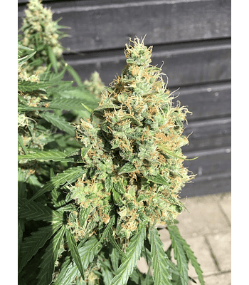 AK420 Auto (3u)