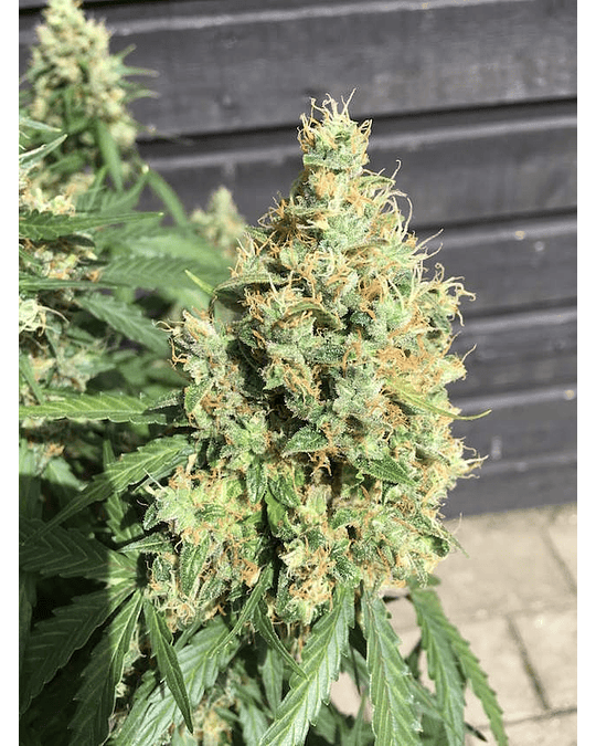 AK420 Auto (3u)