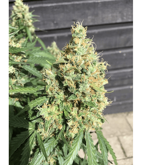AK420 Auto (3u)
