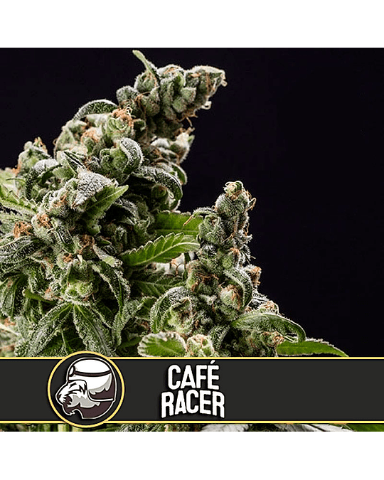 Café Racer Fem (3u)