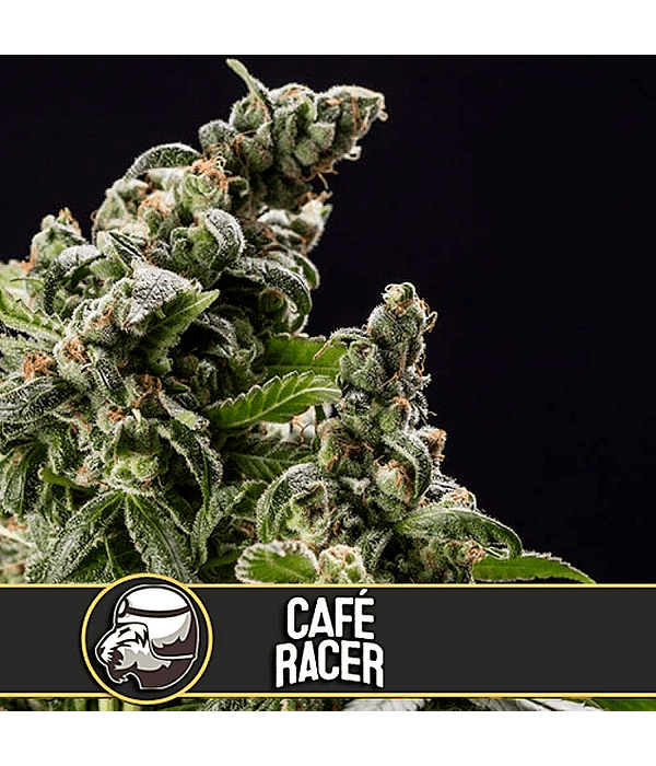 Café Racer Fem (3u)