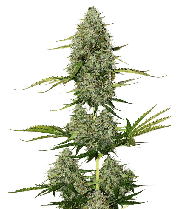 BCN Critical XXL Auto (3u)