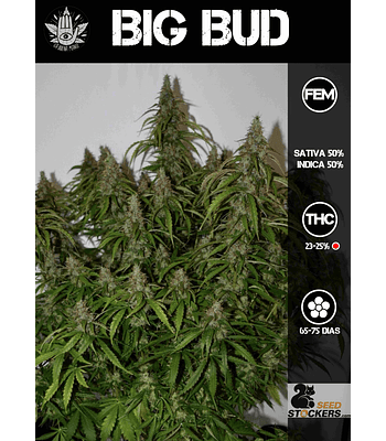 Big Bud Auto (3u)