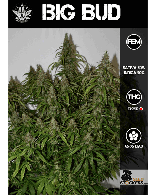 Big Bud Auto (3u)