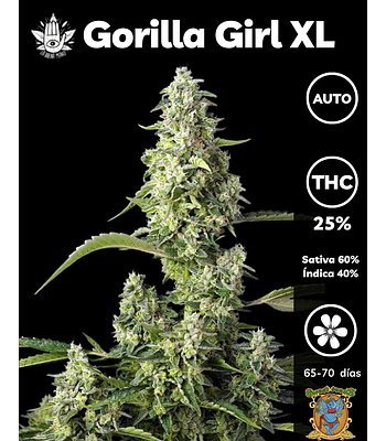 Gorilla Girl XL Auto (3+1 u)