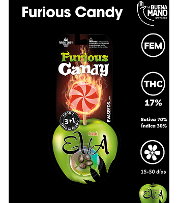 Furious Candy Fem (3+1 u)