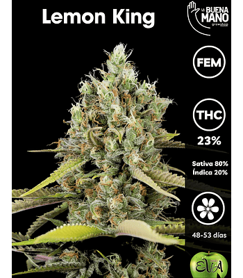 Lemon King Fem (3+1 u)