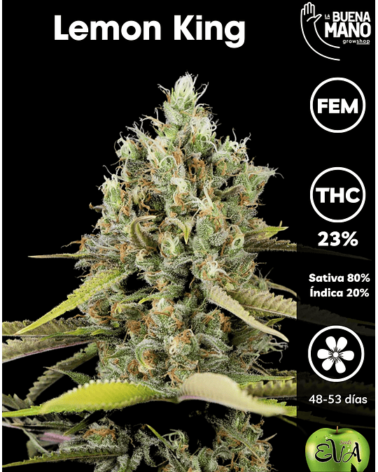 Lemon King Fem (3+1 u)