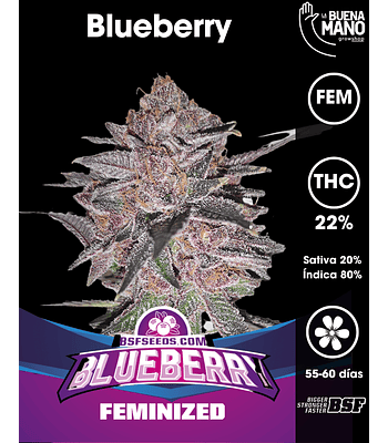 Blueberry Fem (4u)