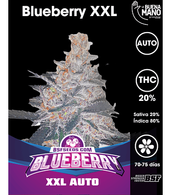 Blueberry XXL Auto (4u)
