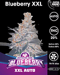 Blueberry XXL Auto (4u)