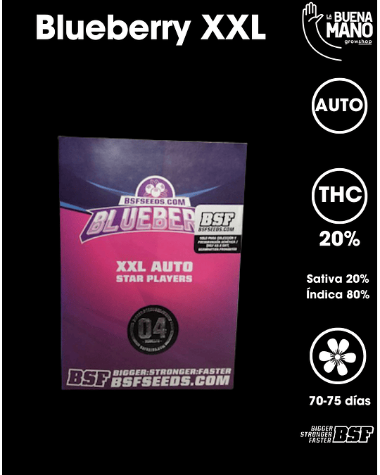 Blueberry XXL Auto (4u)