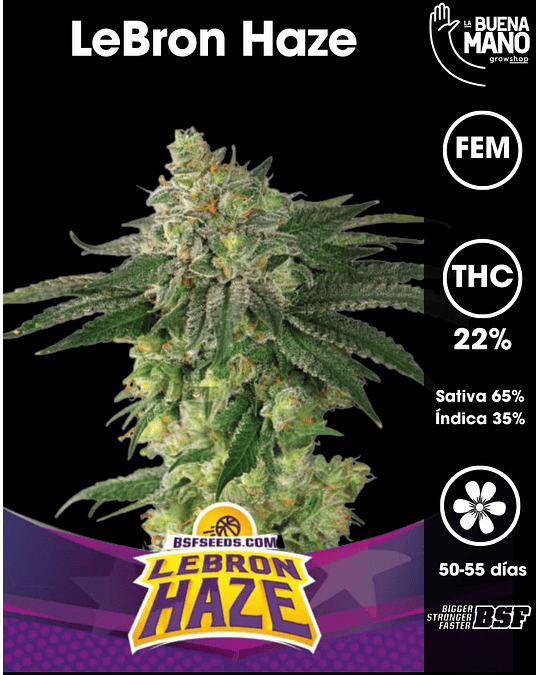 LeBron Haze Fem (4u)