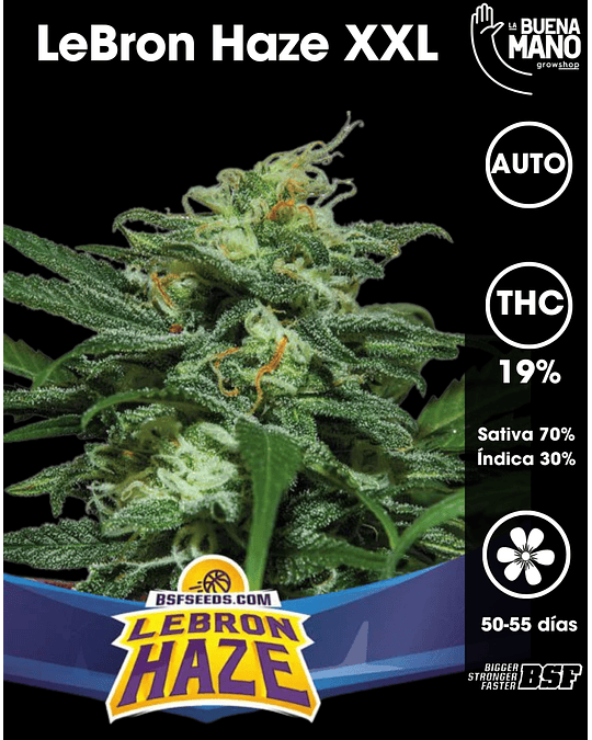 Lebron Haze XXL Auto (4u)