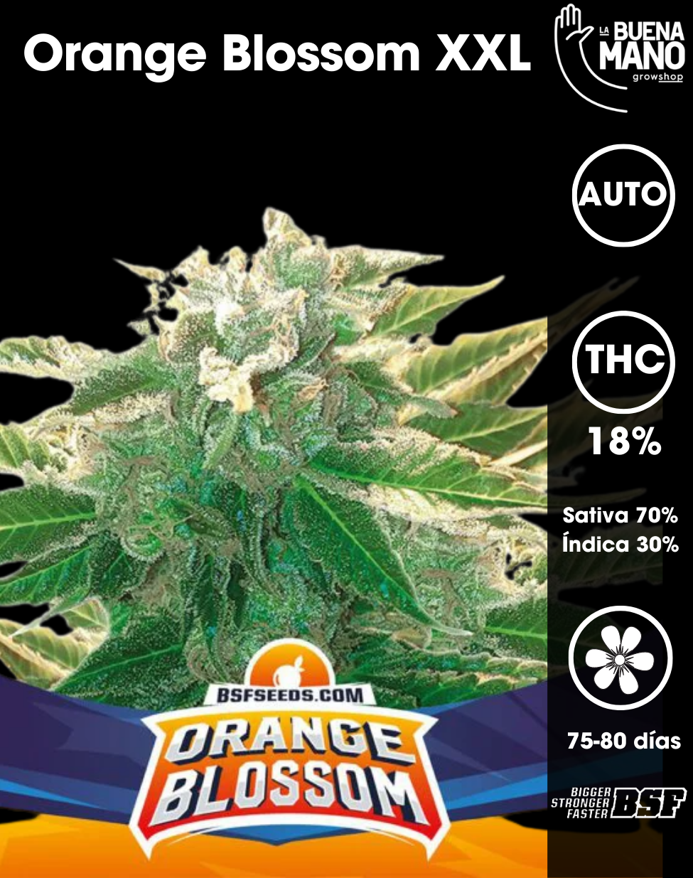 Orange Blossom (BSF Seeds) :: Cannabis Strain Info