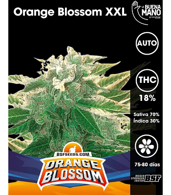 Orange Blossom XXL Auto (4u)