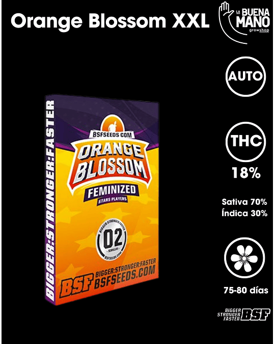 Orange Blossom XXL Auto (4u)