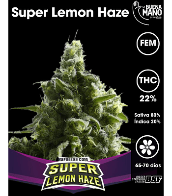 Super Lemon Haze Fem (4u)