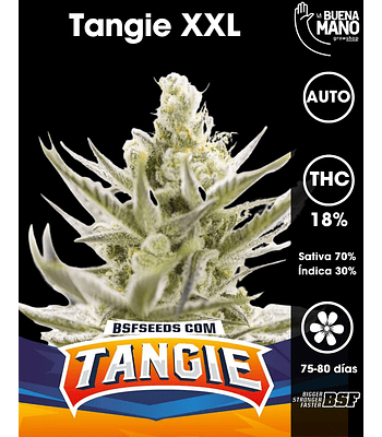 Tangie XXL Auto (4u)