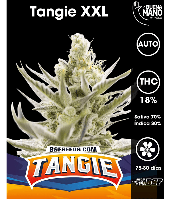 Tangie XXL Auto (4u)