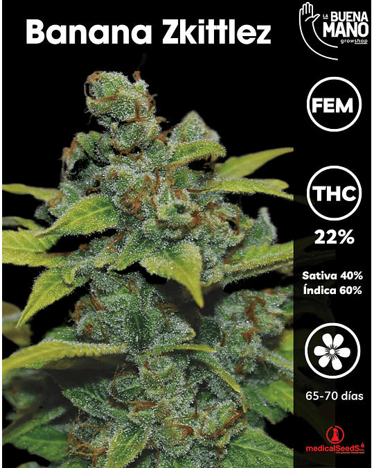 Banana Zkittlez Fem (3u)