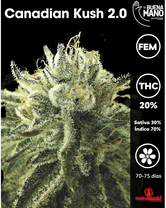 Canadian Kush 2.0 Fem (3u)