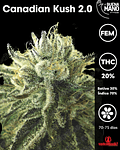 Canadian Kush 2.0 Fem (3u)